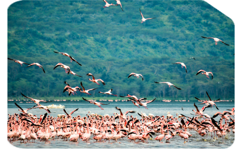 BIRDS OF KENYA