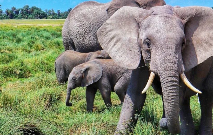 03 Days-Amboseli National Park.