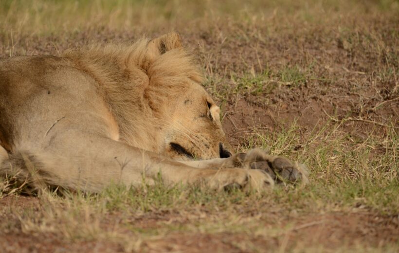 Daily Nairobi National Park Departures