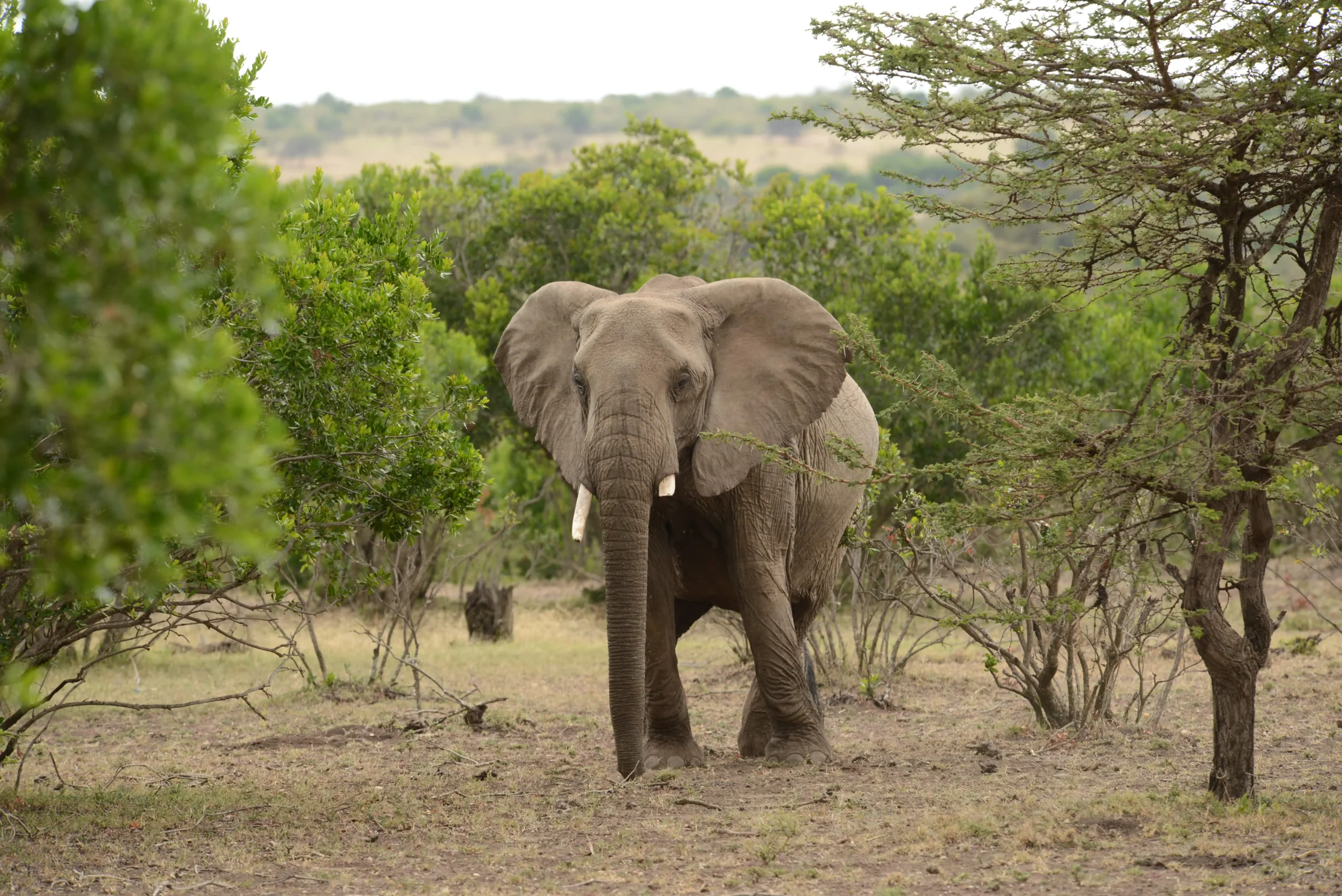03 Days -Aberdare National Park