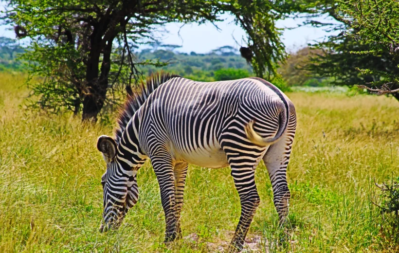 05 Days Samburu National Park-Ol Pejeta Conservancy