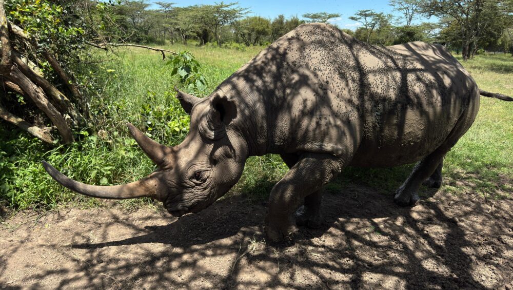 A rhino at the ol pejeta park