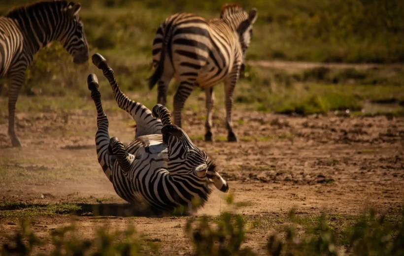 1 Day in Nakuru