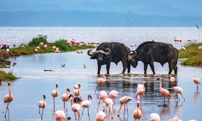 03 Days in Lake Nakuru National Park