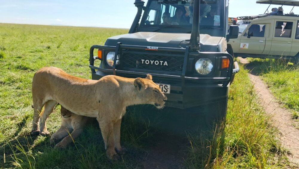 lion pride maasai mara national reserve 4 day kenya safari