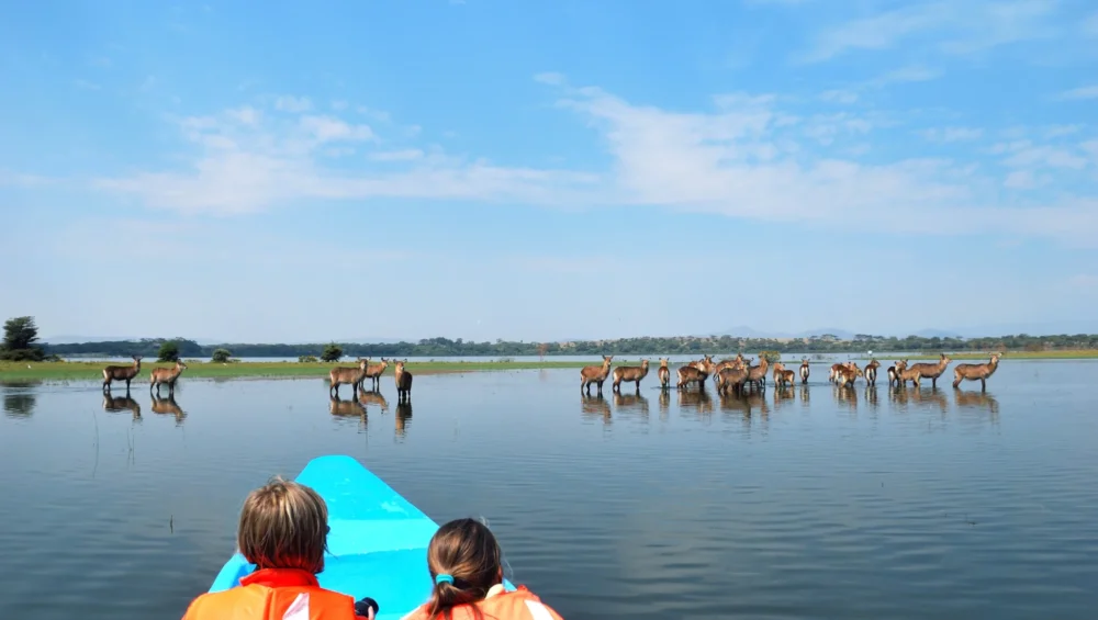 safari jeep in Mara + boat cruise with hippos at Naivasha