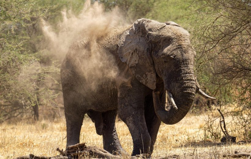 04 Days Serengeti Ngoro Ngoro